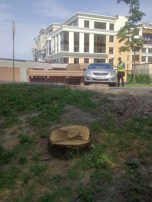 Ради Януковича срубали два вековых дерева