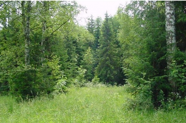 Бориспольскому району вернули 115 гектар украденного леса