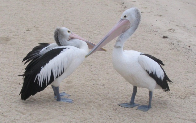 В киевском зоопарке может появиться два новых пеликана