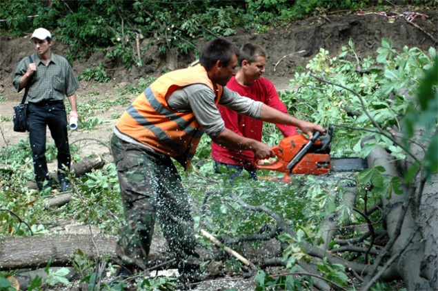 За снос зеленых насаждений при строительстве дома киевлянину пришлось заплатить 700 тыс. гривен
