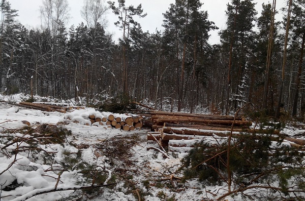 Факт вырубки деревьев в Быковне проверяет столичная прокуратура