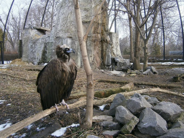 Киевский зоопарк переходит на весенний режим работы