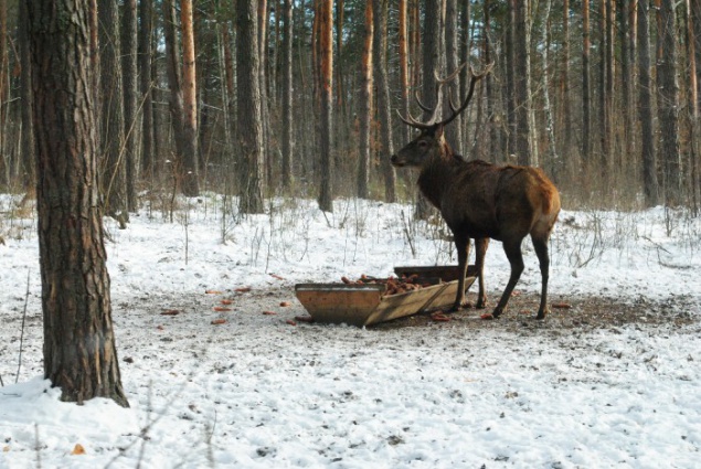 В Киевской области посчитали лосей и кабанов