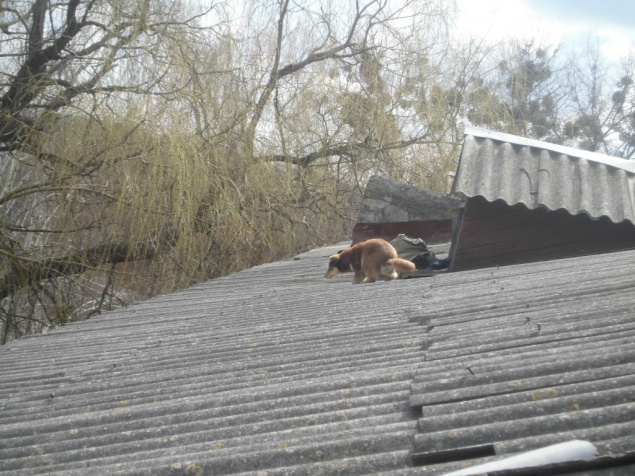 В Киевской области спасателям пришлось снимать с крыши двух собак (фото)