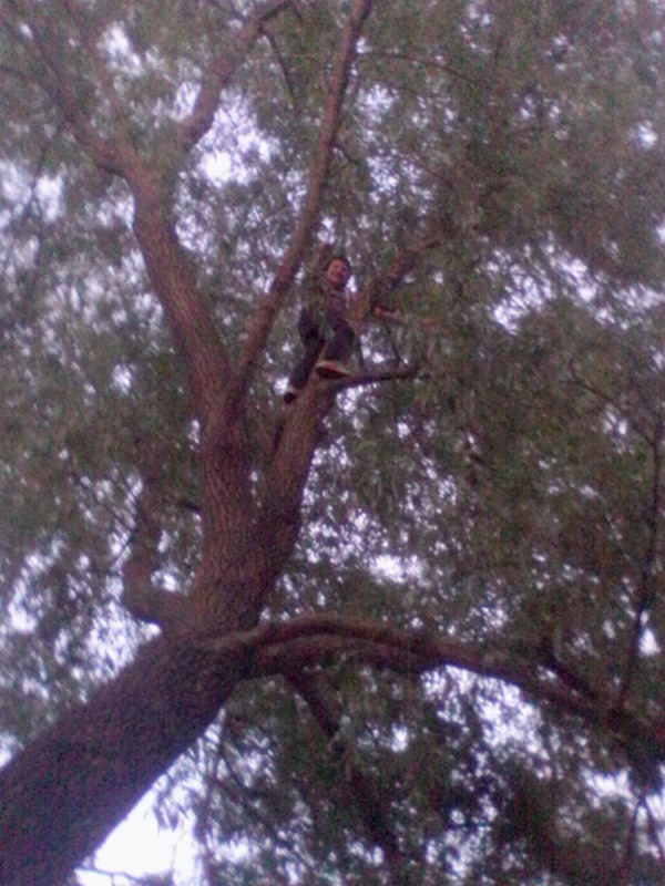 Столичный школьник залез на дерево, а спуститься не мог