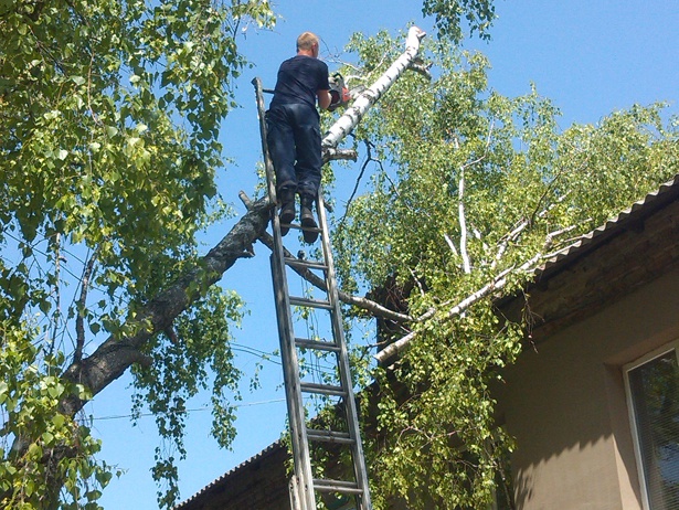 В Киевской области на жилой дом упало дерево