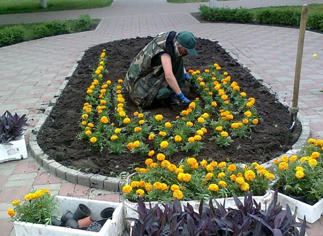 “Зеленстрой” высадил в Киеве миллион цветов