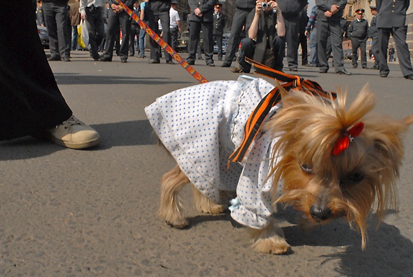 Деды воевали: в Москве ко Дню Победы собакам сделают тату в виде георгиевских ленточек