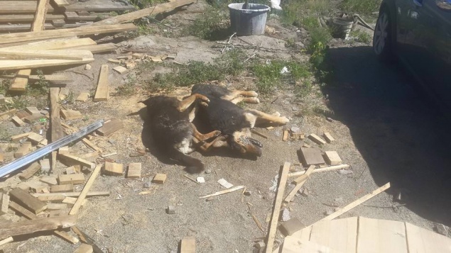 В Киеве догхантеры отравили более 25 чипированных собак