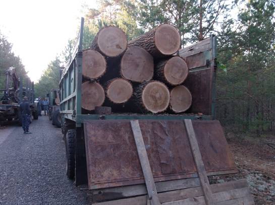 Милиционеры Киевщины предотвратили нелегальный вывоз древесины из зоны отчуждения