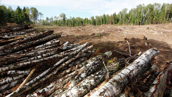 На Киевщине запретили рубить лес в заповедниках и заказниках