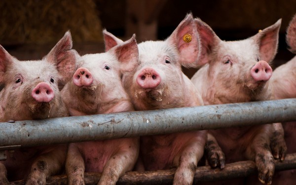 В Киевской ОГА “разгулявшуюся” в области чуму свиней считают экономической диверсией