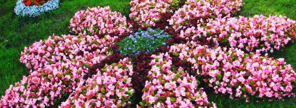Киевзеленстрой высадил в столице более 8 миллионов цветов