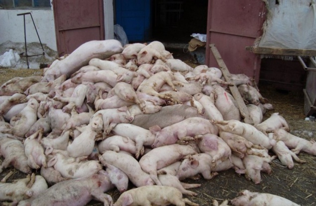 В вирусе покосившем украинских свиней обнаружили кавказско-российский след и возбудили уголовное дело