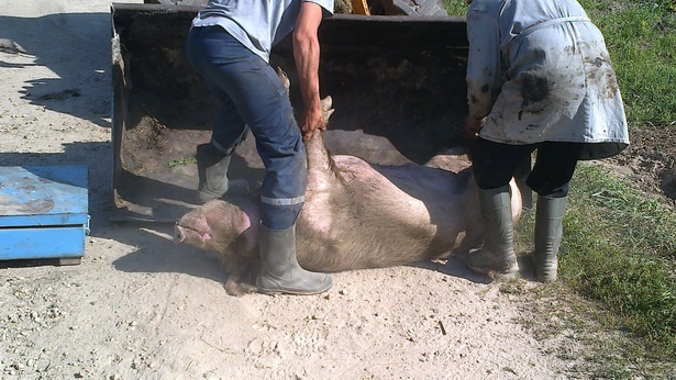 На свиноферме Киевщины тысячами жгут свиней из-за АЧС. Работы на три недели