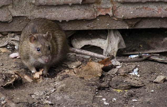 В Киеве борьба с крысами практически свелась к нулю