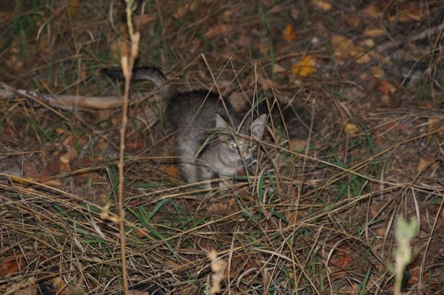 Две пенсионерки нашли в лесу под Киевом полсотни мертвых котят