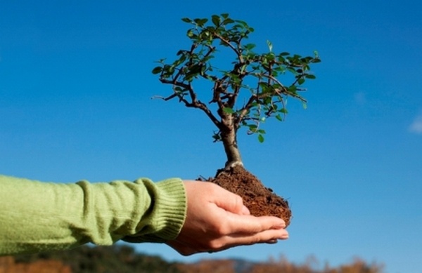 Киевлян приглашают принять участие в проекте “Посади дерево”