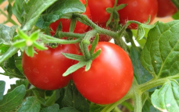 В Белоцерковскую исправительную колонию пытались передать помидор с “начинкой”