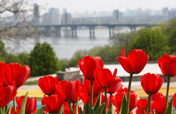 “Киевзеленстрой” заказал тюльпанов на 2 млн грн у подрядчика, оскандалившегося с розовыми каштанами