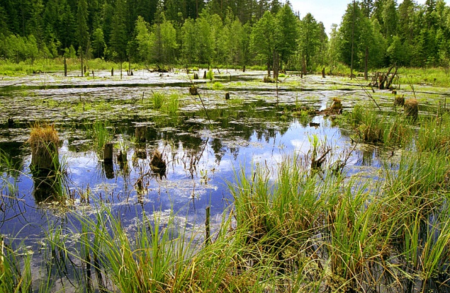На место торфяников в Киевской области предлагают вернуть болота