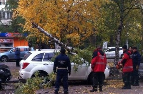 В столице на автомобиль рухнуло дерево (фото)