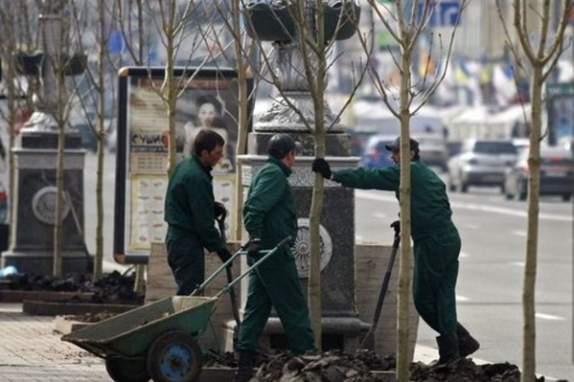 “Киевзеленстрой” отдает 860 тыс. грн фирме, посадившей фальшивые каштаны на Крещатике