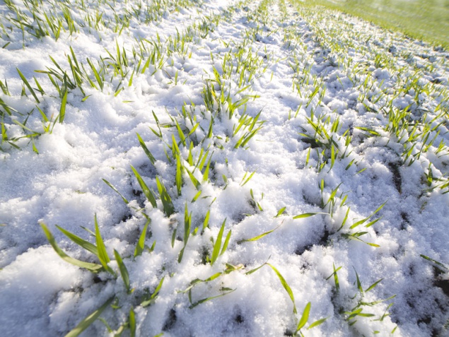 Погодные условия не повлияли на посевы в Киевской области