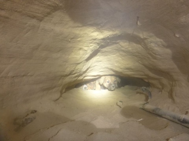 Волонтеры спасли из киевской пещеры 11 щенков (+фото)