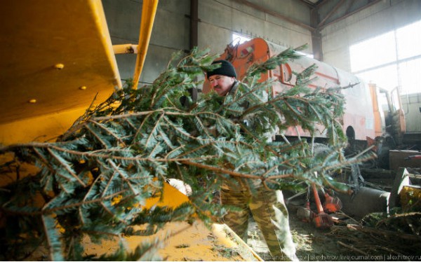 “Киевзеленстрой” предлагает киевлянам утилизировать новогоднюю елку