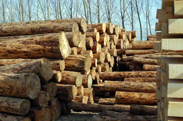 Правительство предложило Раде отменить мораторий на вывоз леса