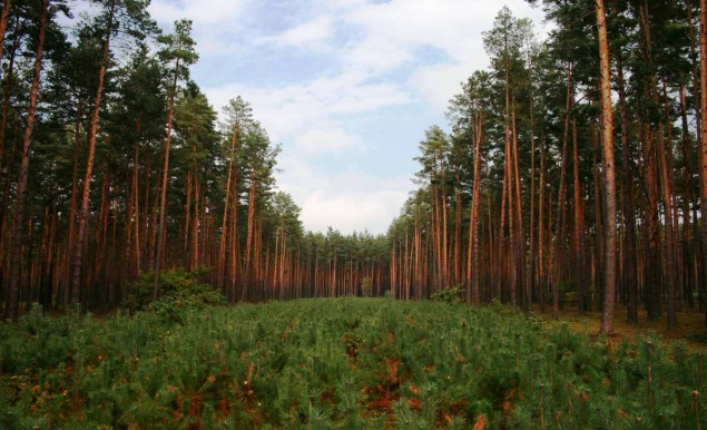 Прокуратура требует вернуть в госсобственность 31 га леса под Киевом