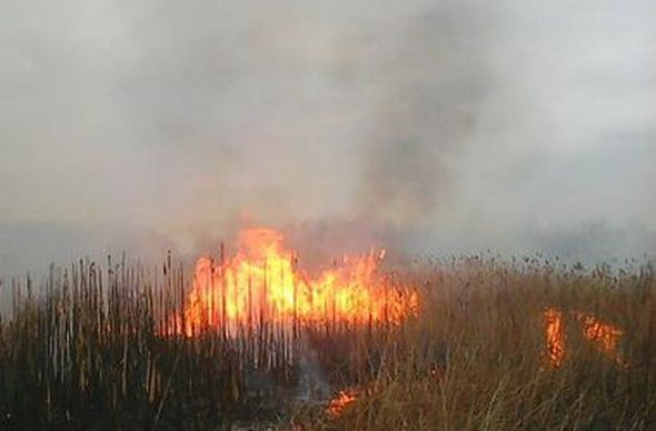 На выходных под Киевом ликвидировали 4 случая возгорания сухой травы