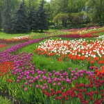 На Певческом поле в Киеве открылась выставка тюльпанов (фото)