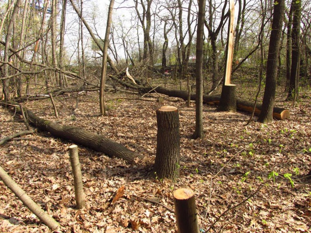 В Головеевском парке Киева за ночь вырубили больше 100 деревьев