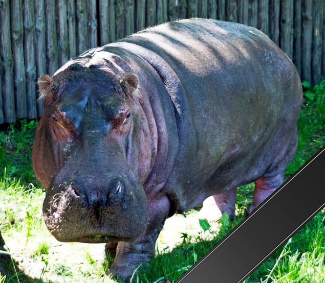 В киевском зоопарке умер самый старый бегемот в мире