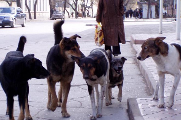 В Киеве посчитают бездомных собак