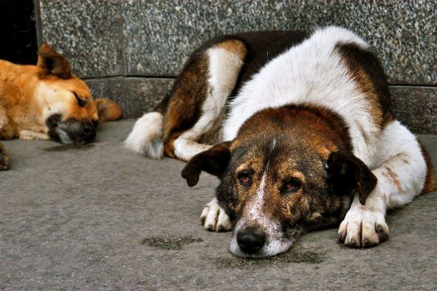 Бездомных собак посчитали в Киеве