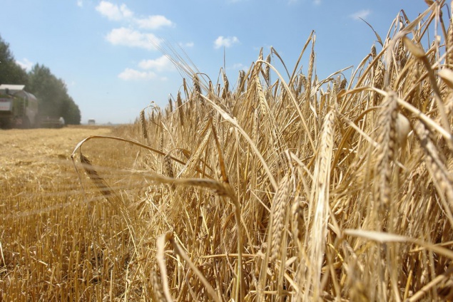 В Киевской области упали объемы производства сельскохозяйственной продукции