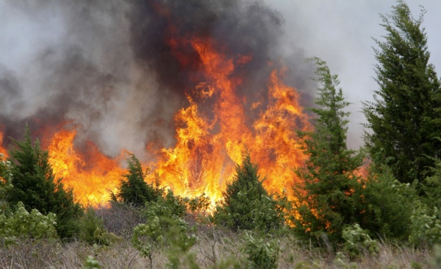 Граждан просят отказаться от отдыха в лесу из-за роста пожаров
