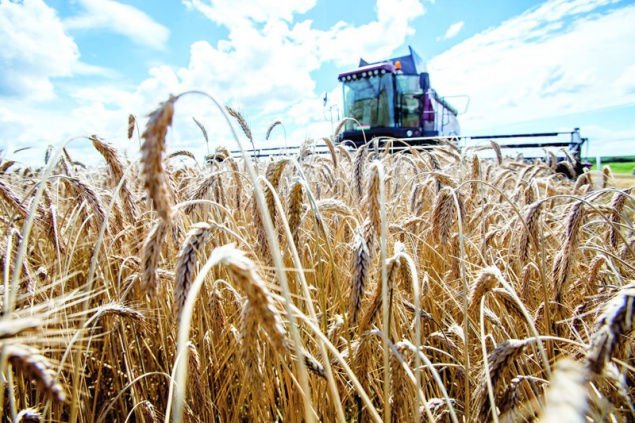 На Киевщине вырос урожай ранних зерновых и зернобобовых культур