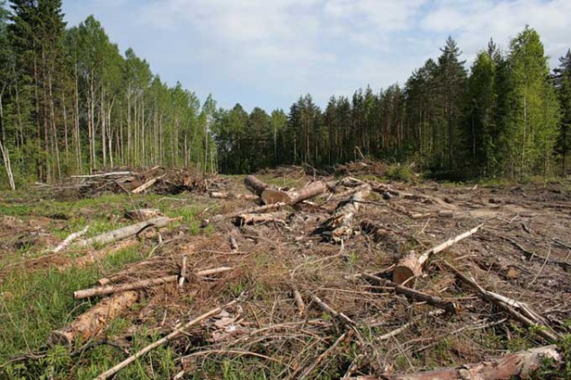 Building Development Holding уничтожает лес в Петропавловской Борщаговке