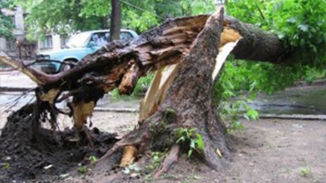В Дарницком районе Киева упавшее дерево убило мужчину