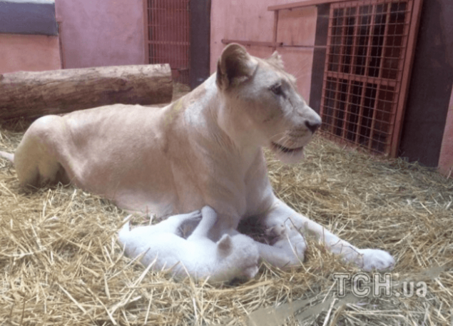В частном зоопарке на Киевщине родились белые львята (фото, видео)