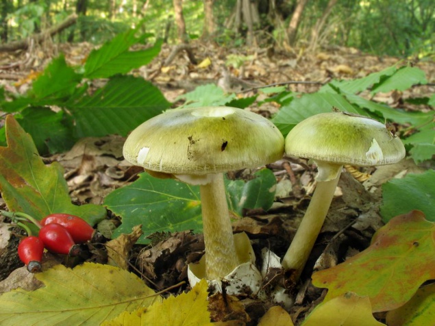 На Киевщине зарегистрировано 8 случаев отравления грибами