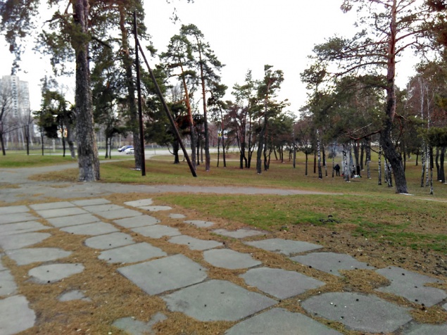 В Днепровском районе Киева может появиться парк-памятник из вековых сосен