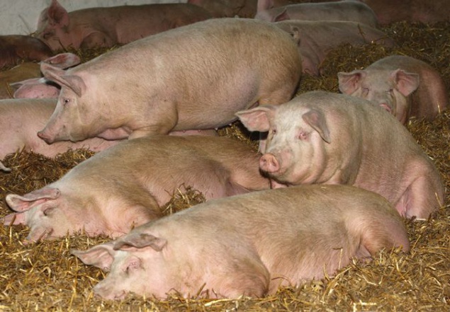 В Киевской области зафиксирована новая вспышка африканской чумы свиней