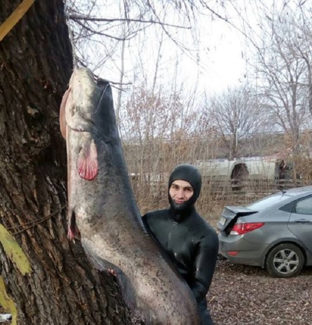 В Киеве рыбак выловил гигантского 2,5-метрового сома (фото)