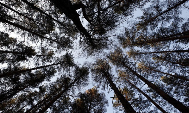Дело о спорных землях Киевского лесного хозяйства опять пошло по судам