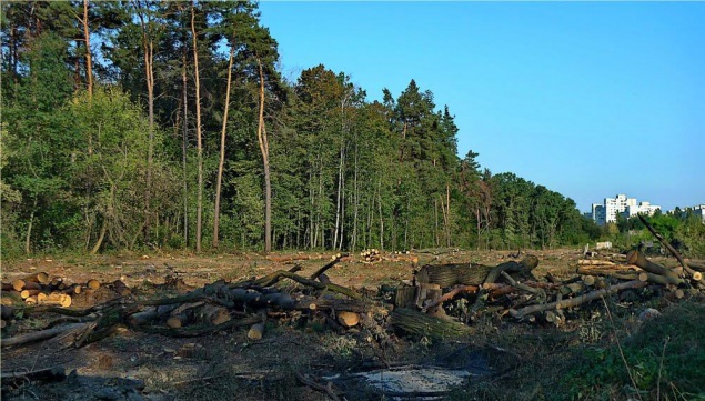 Прокуратура требует вернуть Беличанский лес в государственную собственность